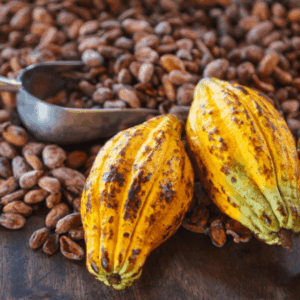 Cocoa farm Ghana